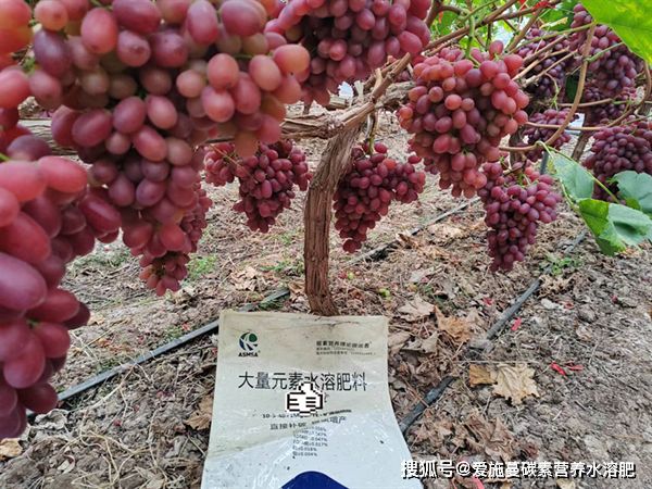 葡萄全生育期施肥管理方案