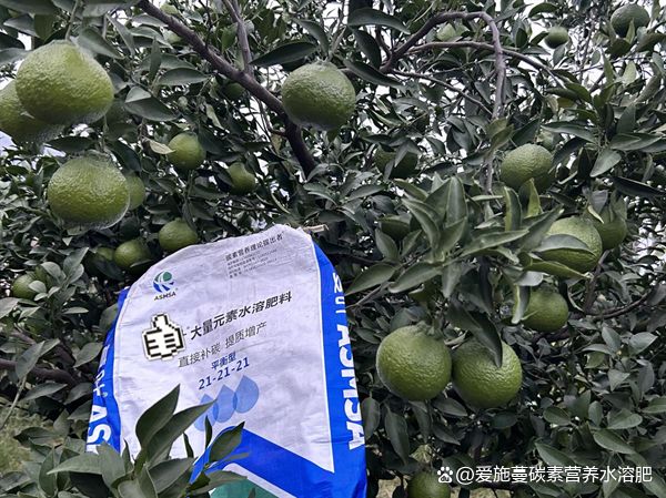 果树施肥抓准这几点