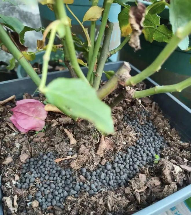 年后给花施肥买点牛粪颗粒适合所有植物有机质十足